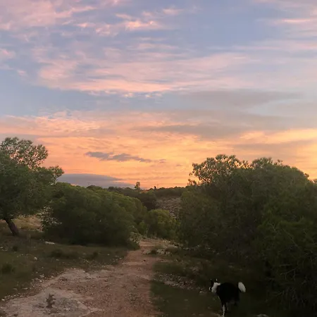 Petirrojo Santa Pola