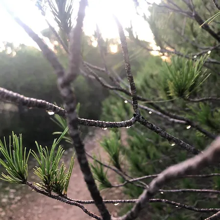 Petirrojo Santa Pola